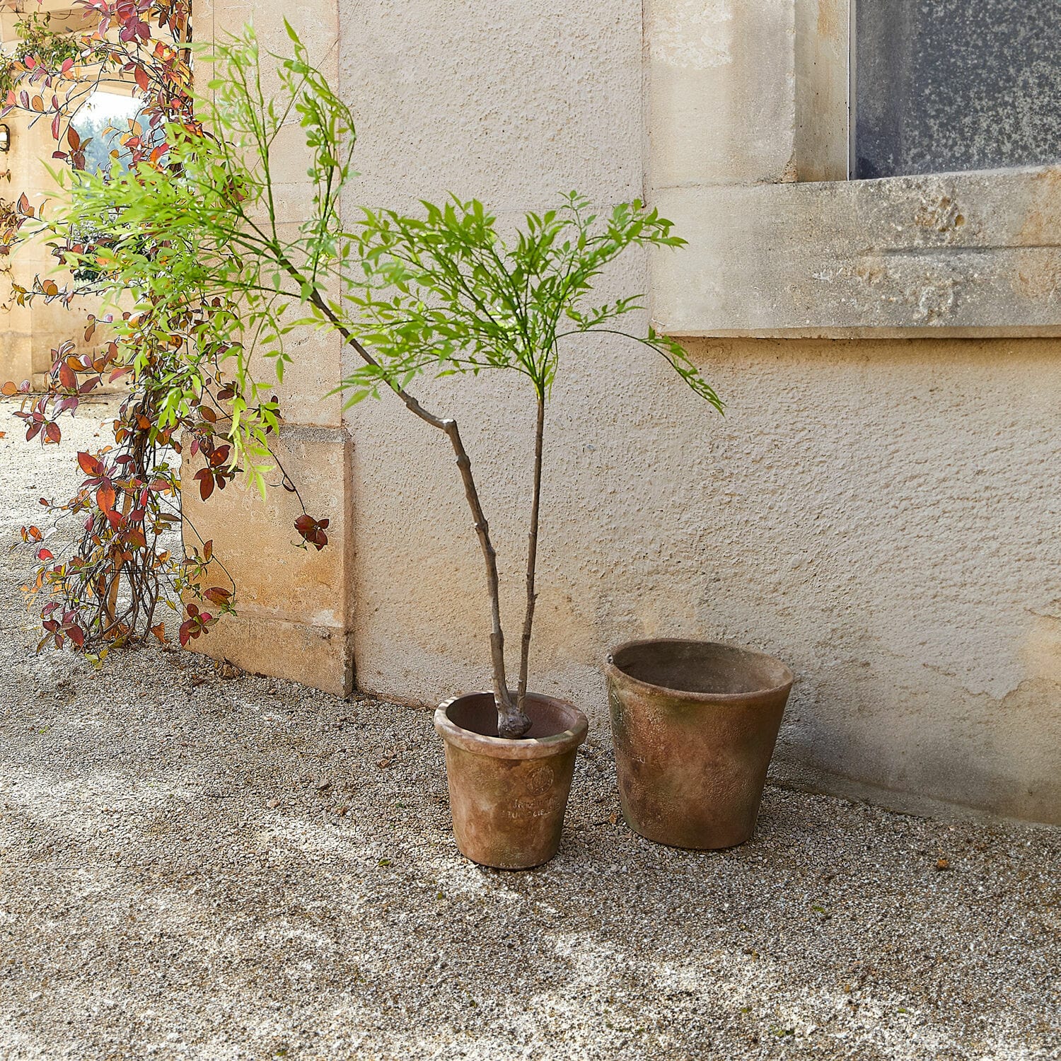 Pianta decorativa in vaso (seconda scelta) Avenelle